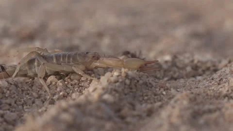 Scorpion Attacked by Ants 4K Stock-Footage 147061084