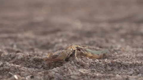 Scorpion Attacked by Ants 4K Stock-Footage 147231500