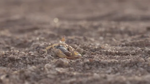 Scorpion Attacked by Ants 4K Stock-Footage 147301193