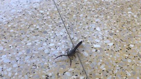 Scorpion attacks Stock Footage 126282031