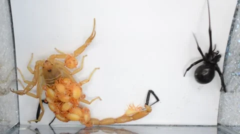 Scorpion with babies on back fights black widow Stock Footage 46844382
