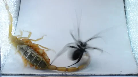 Scorpion with babies on back fights black widow 動画素材 46844471