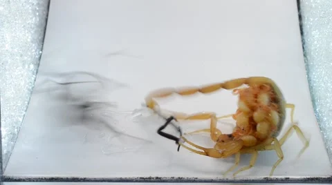 Scorpion with babies on back fights black widow Stock Footage 46844513
