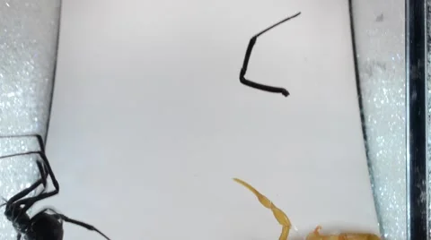 Scorpion with babies on back fights black widow Stock Footage 46844566