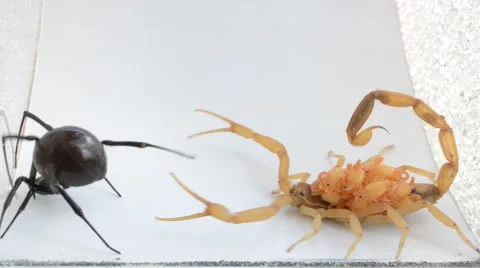 Scorpion with babies on back vs black widow 動画素材 46845416