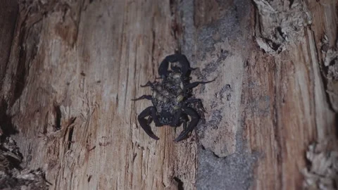 Scorpion with babies on its back Stock Footage 233838285