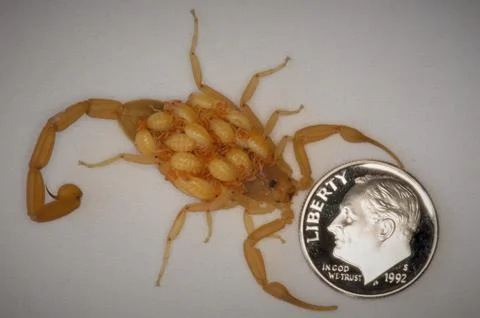 Scorpion with babies on its back Stock Photos