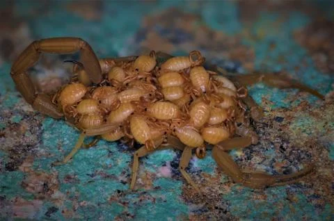 Scorpion with babies on its back Stock Photos