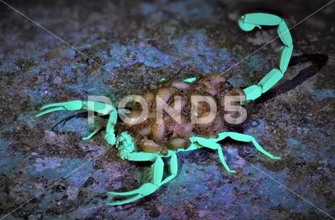 Scorpion with babies on its back Stock Photos