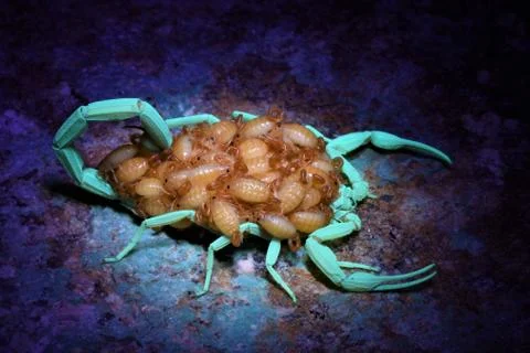 Scorpion with babies on its back Stock Photos
