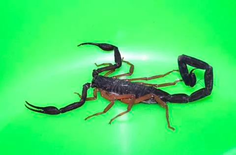 Scorpion in Belize Stock-Fotos