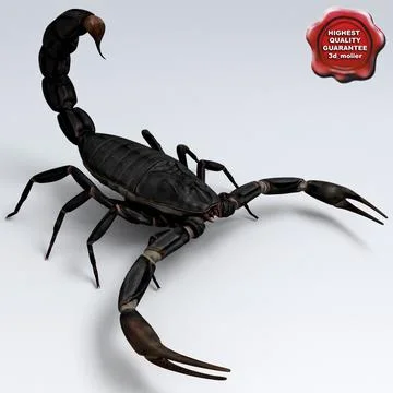 Scorpion Black 3D Model