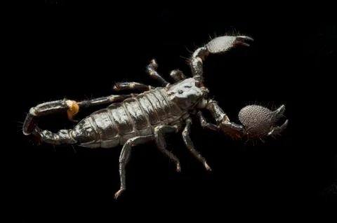 Scorpion on black Stock-Fotos