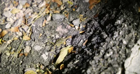 A scorpion blends into the rocky Stock Footage 303816420