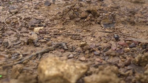 Scorpion on Boot at Beach Stock Footage 83256240