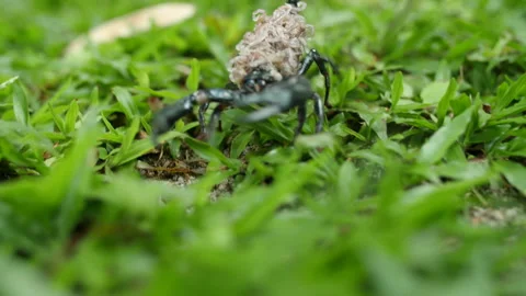 Scorpion Carrying Babies on It Back, Borneo, 4K Stock Footage 148188857