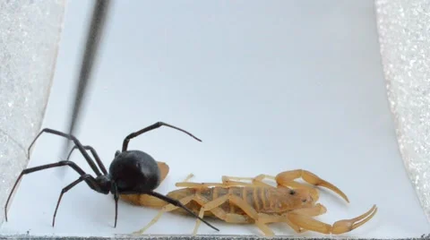 Scorpion catches black widow Stock Footage 46845253