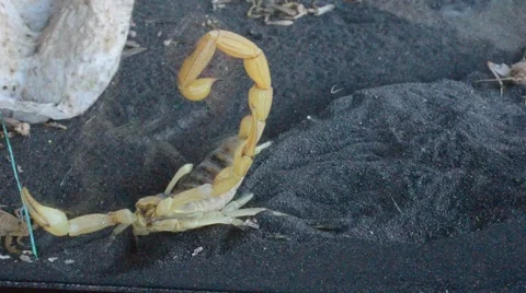 Scorpion catching cricket Stock Footage 46832347