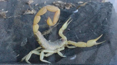 Scorpion catching cricket Stock Footage 46832668
