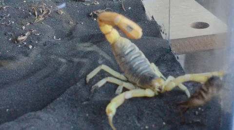 Scorpion catching cricket Stock Footage 46834418