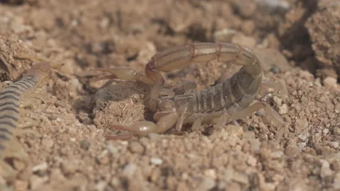 Scorpion with Centipede 4K Stock-Footage 144153039