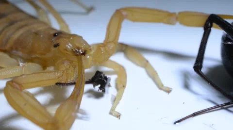 Scorpion cleaning its claw Stock Footage 46846484