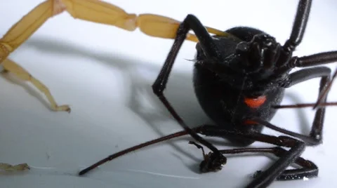 Scorpion cleaning its claw Stock Footage 46868532