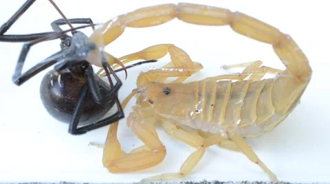 Scorpion cleans black widow glue off of its claw Stock Footage 46845306
