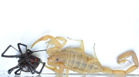 Scorpion cleans black widow glue off of its claw 動画素材 46845586