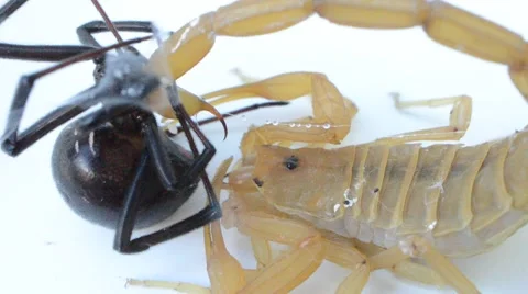 Scorpion cleans claw Stock Footage 46846812