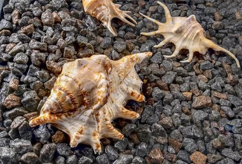 Scorpion conch seashells on the shore Foto stock