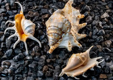 Scorpion conch seashells on the shore Foto stock