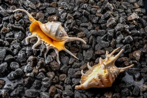 Scorpion conch seashells on the shore Foto stock