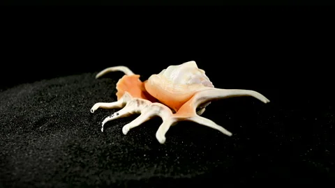 Scorpion conch shell on a black sand 4K Stock Footage 266487456