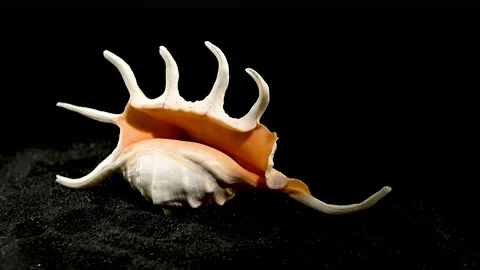 Scorpion conch shell on a black sand HD Stock Footage 267524029