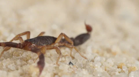 Scorpion Crawling Stock Footage 22824409