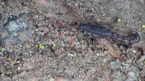 Scorpion crawling on soil Stock Footage 319928178
