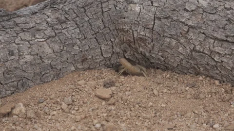 Scorpion Digging 4K Stock-Footage 147483273