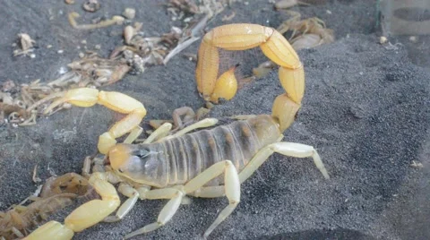 Scorpion digging in sand 動画素材 46833698