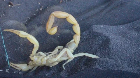 Scorpion digging in sand Stock Footage 46833977