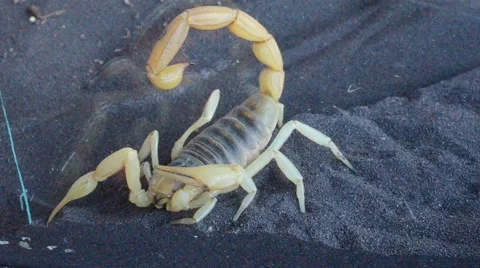 Scorpion digging in sand 動画素材 46834438