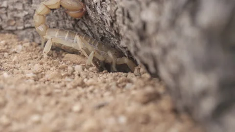 Scorpion Digging Slow Motion 4K Stock-Footage 147431349