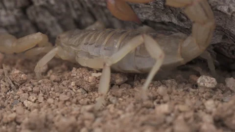 Scorpion Digging Slow Motion 4K Stock-Footage 147443163