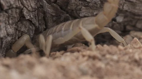 Scorpion Digging Slow Motion 4K Stock-Footage 147476031