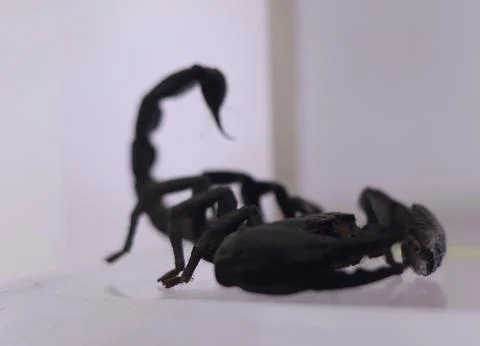 Scorpion displayed in a controlled exhibit in Kuala Lumpur, Malaysia Stock Photos