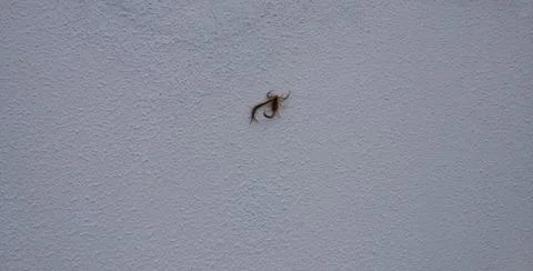 Scorpion eating a centipede on the wall Stock Photos