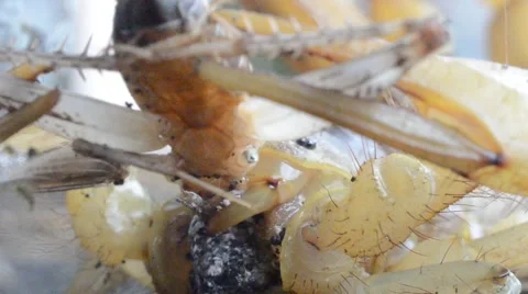 Scorpion eating cricket Stock Footage 46832558