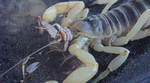 Scorpion eating cricket Stock Footage 46832574