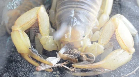 Scorpion eating cricket Stock Footage 46832670