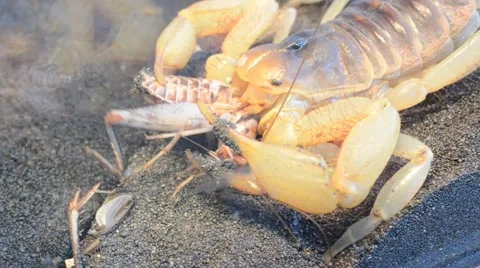 Scorpion eating cricket Stock Footage 46832681